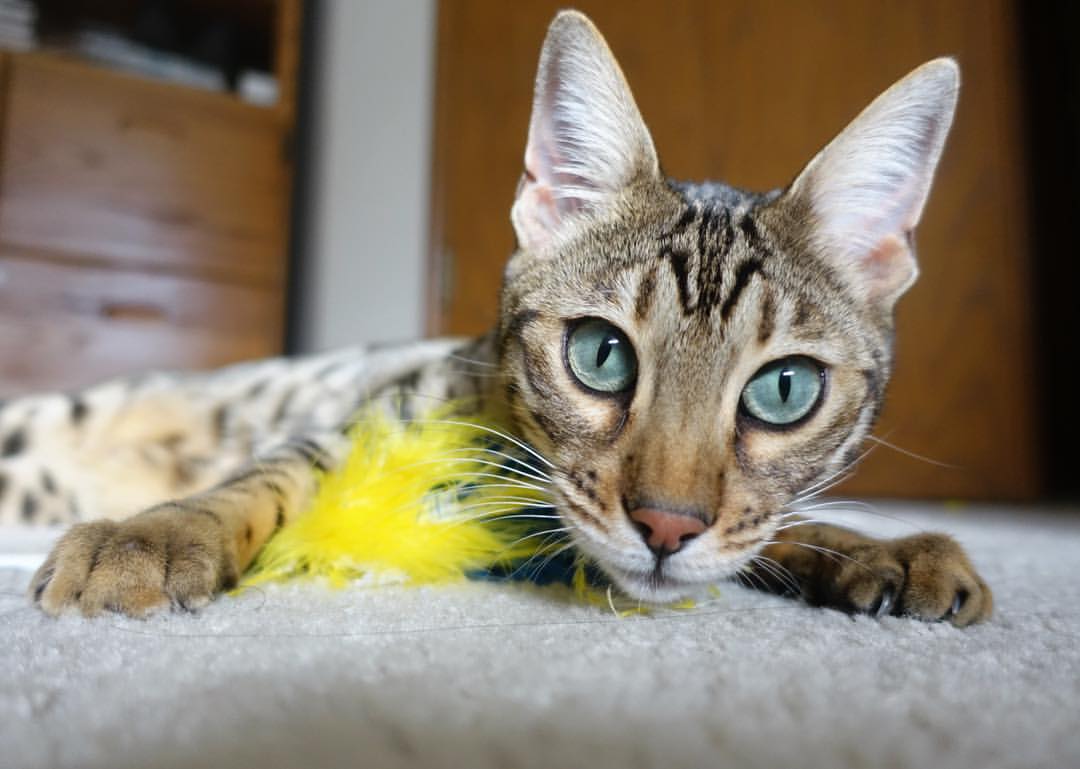 九游娱乐官方网站-体育纪录片展示运动精神与故事，体育纪录片有哪些