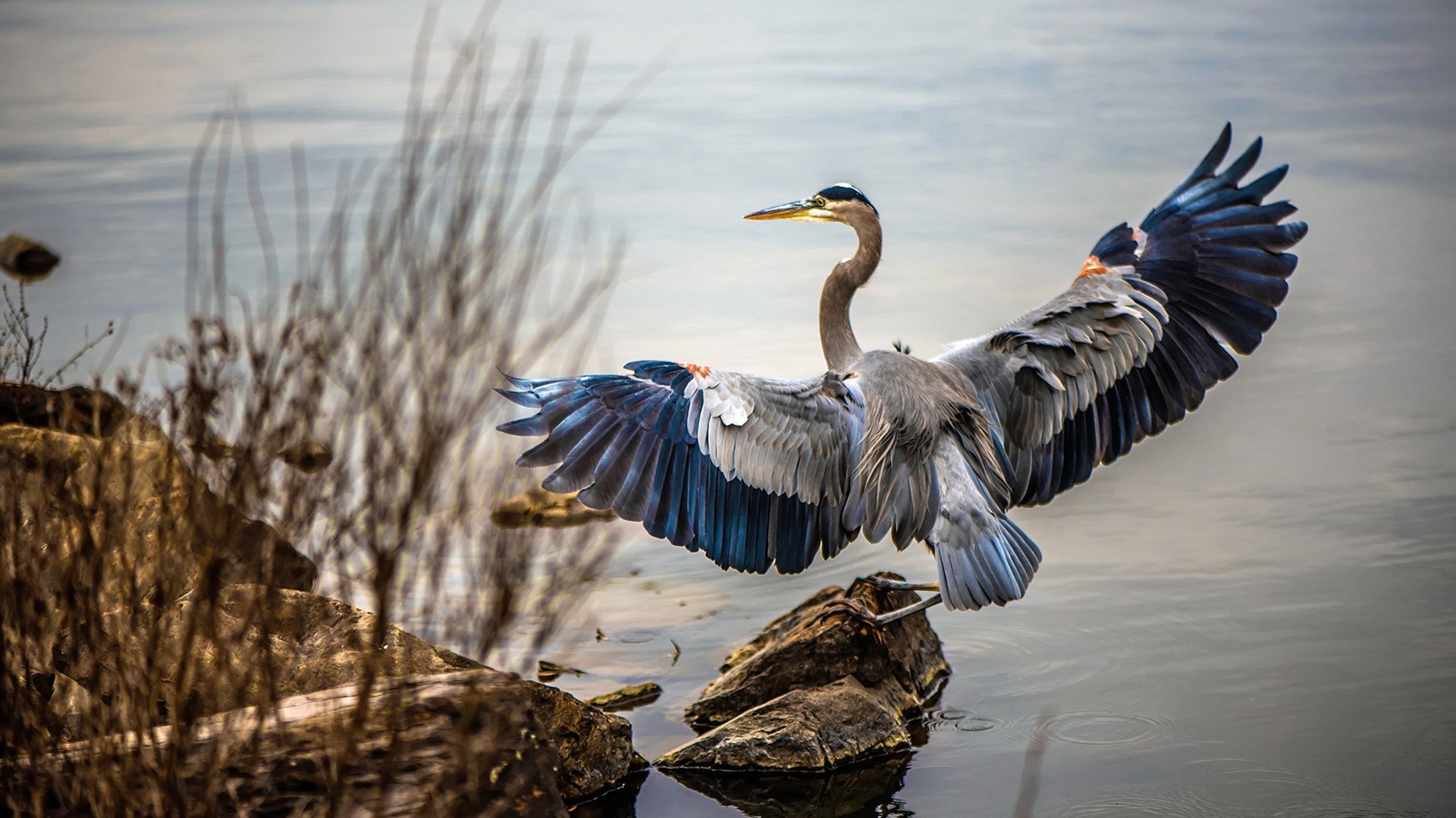 田径竞赛规则调整引入电子红牌机制,田径 红牌